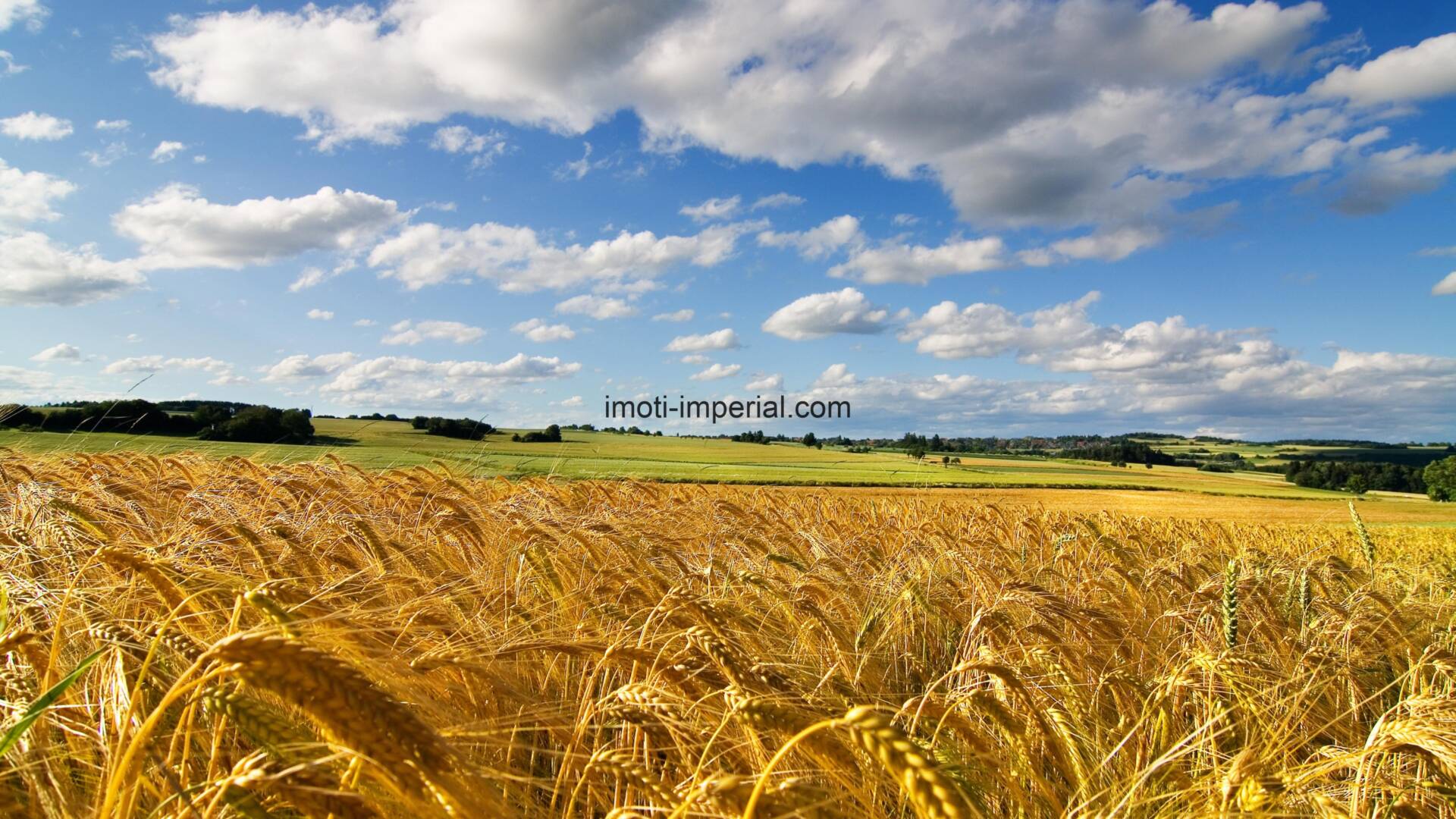 51019_landscape_wheat_fields